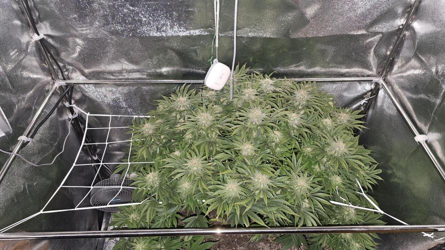 Mandarine Jam. Week 17