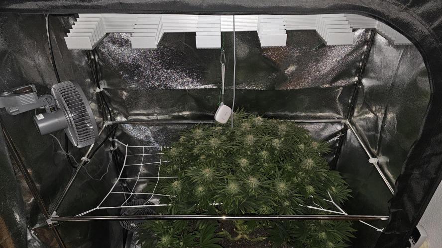 Mandarine Jam. Week 17