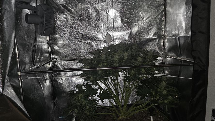 Mandarine Jam. Week 17