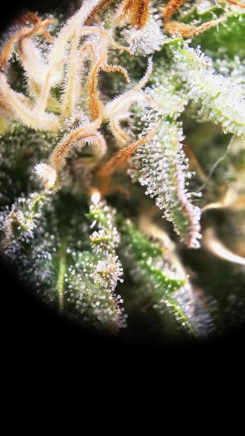Mandarine Jam. Week 17