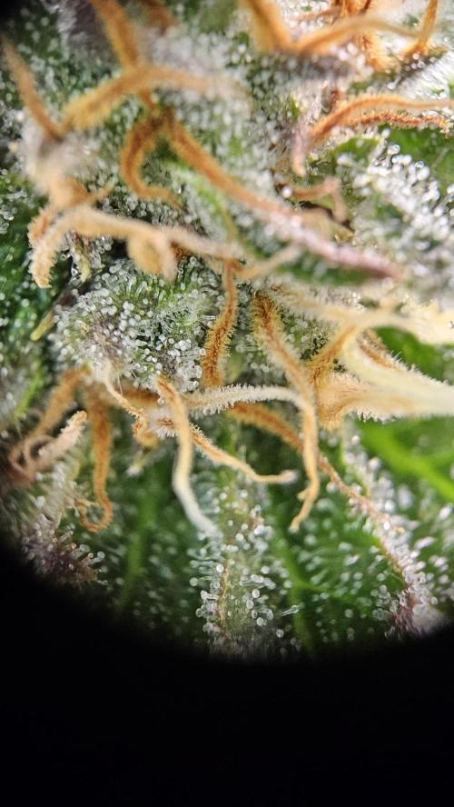 Mandarine Jam. Week 17