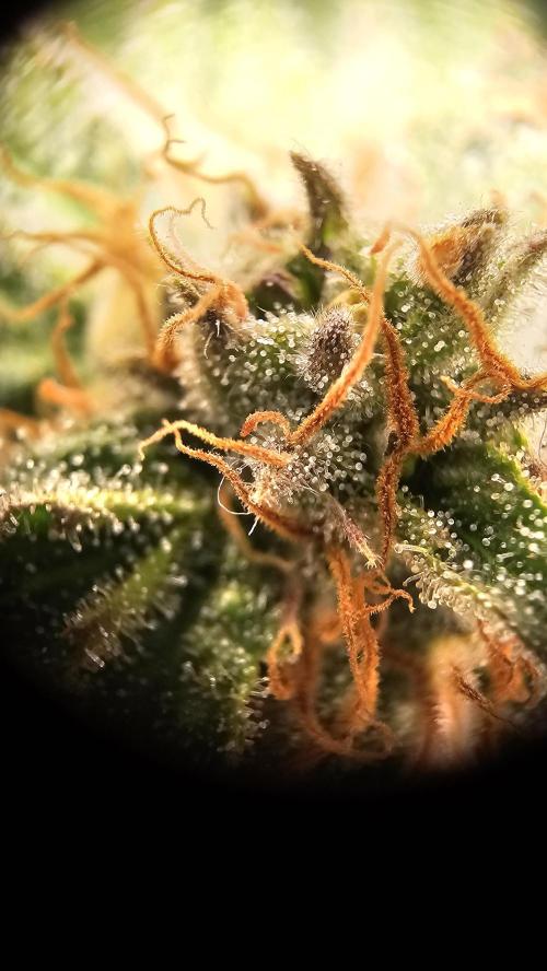 Mandarine Jam. Week 17
