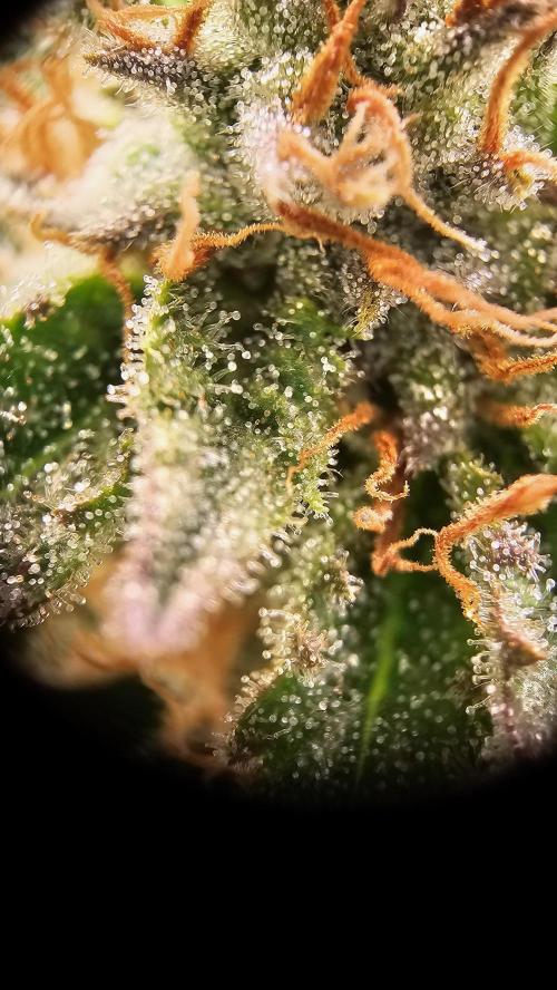 Mandarine Jam. Week 17