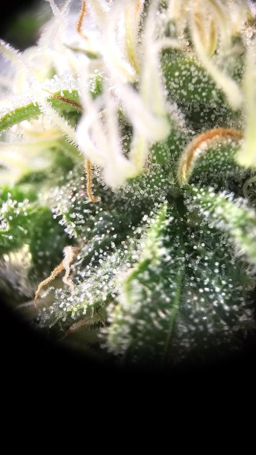 Mandarine Jam. Week 17