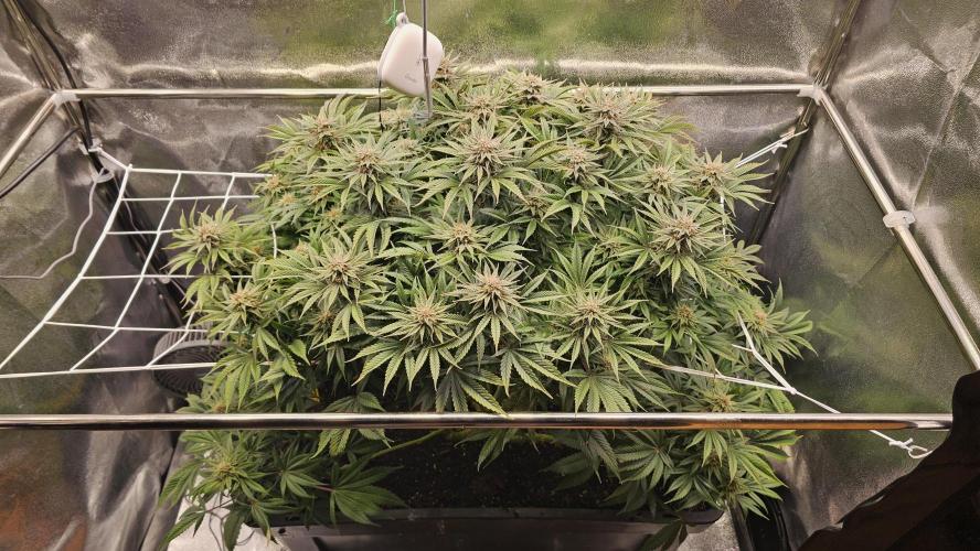 Mandarine Jam. Week 18