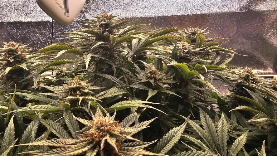 Mandarine Jam. Week 18