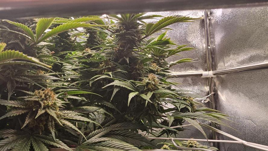Mandarine Jam. Week 18