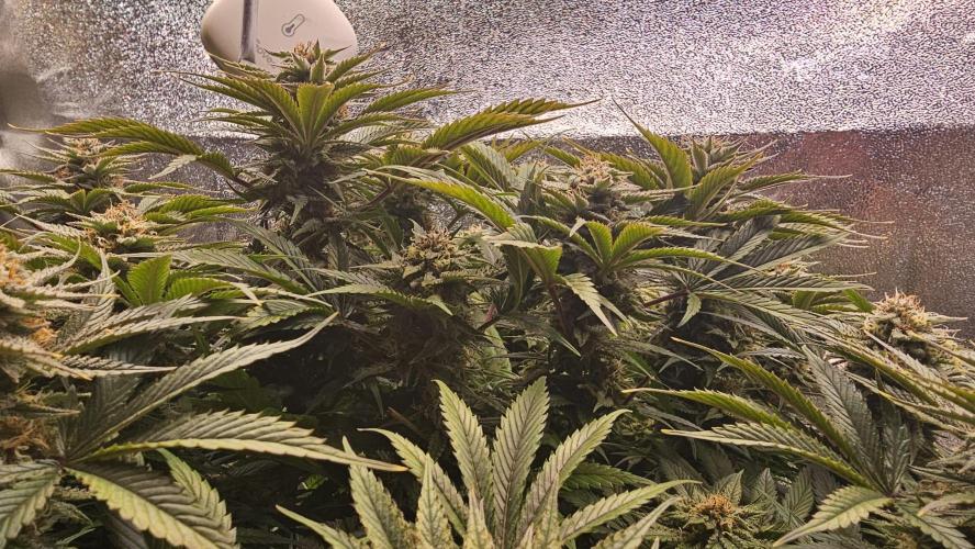Mandarine Jam. Week 18