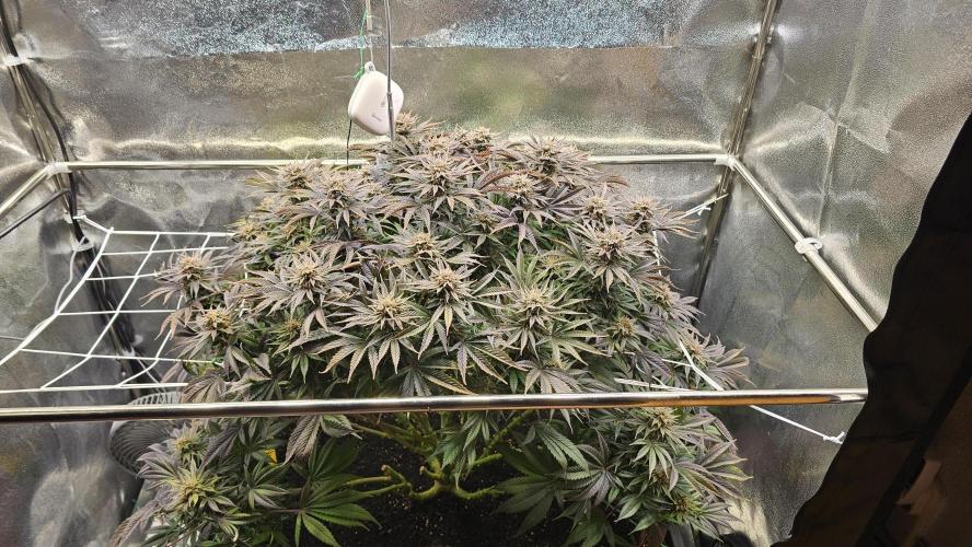 Mandarine Jam. Week 20