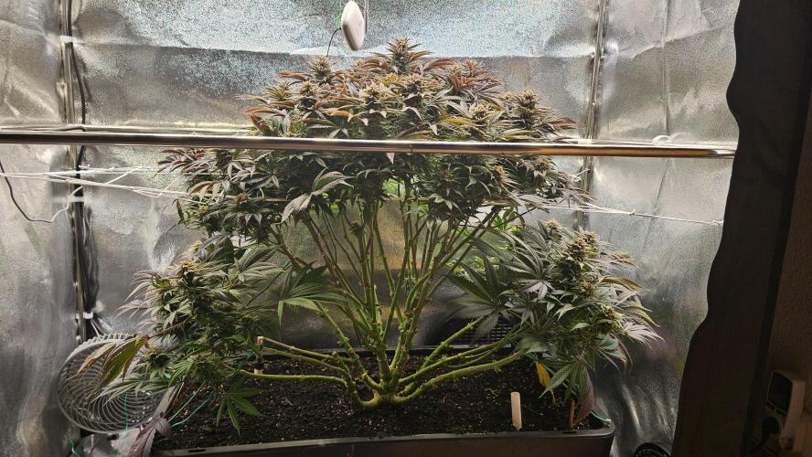 Mandarine Jam. Week 20