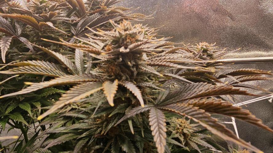 Mandarine Jam. Week 20