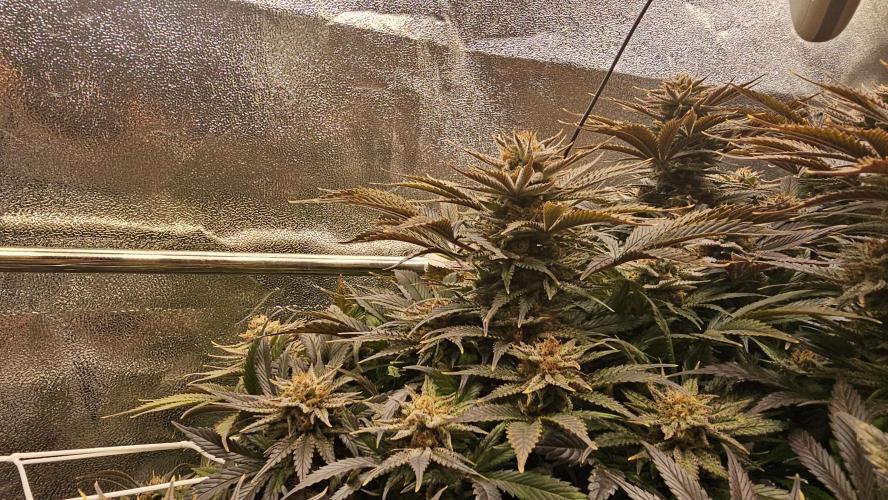 Mandarine Jam. Week 20