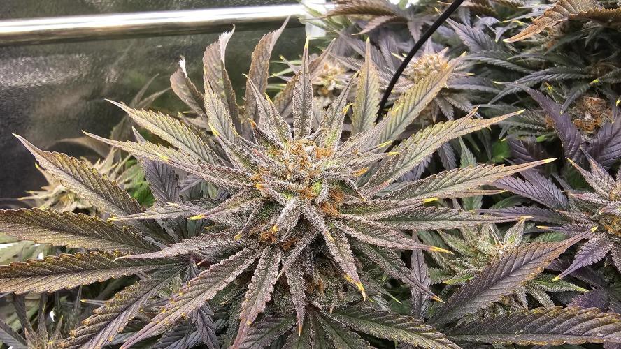 Mandarine Jam. Week 20