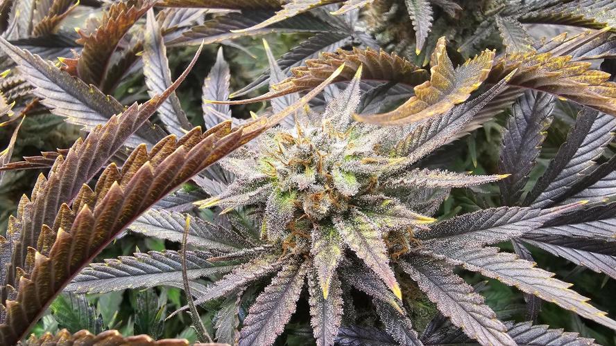Mandarine Jam. Week 20
