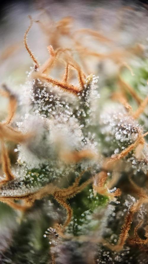 Mandarine Jam. Week 20