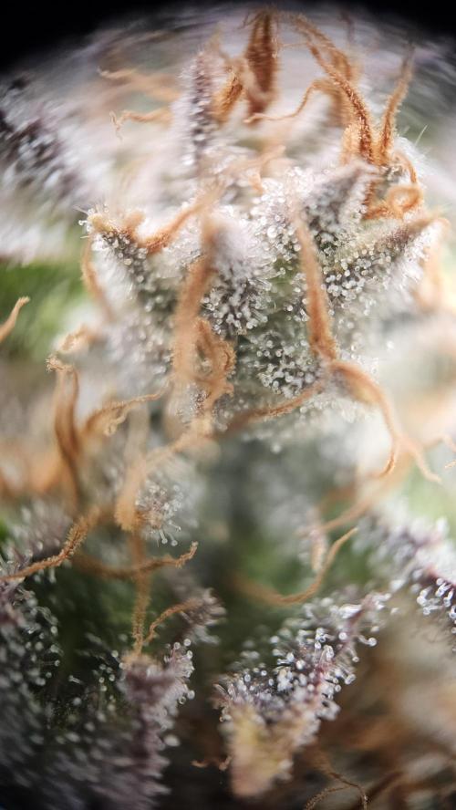 Mandarine Jam. Week 20