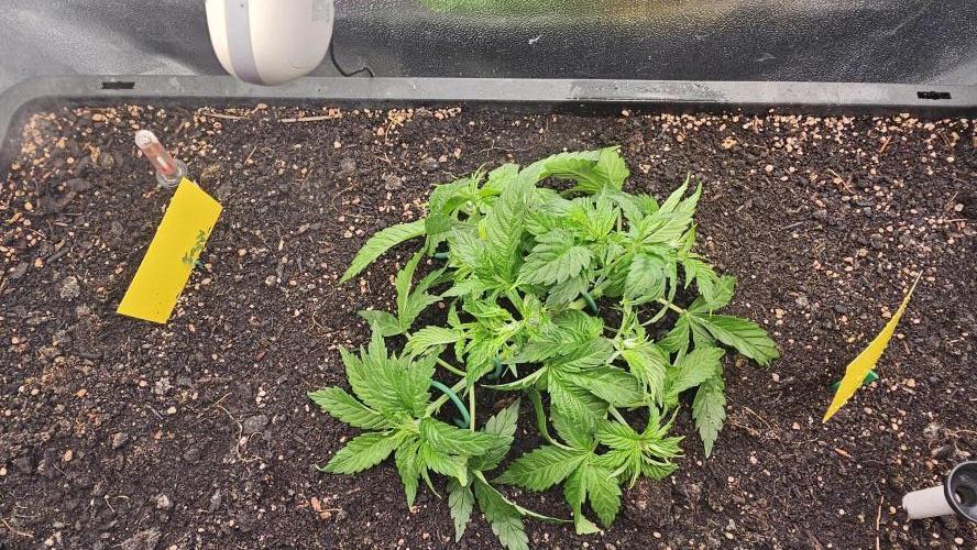 Mandarine Jam. Week 6