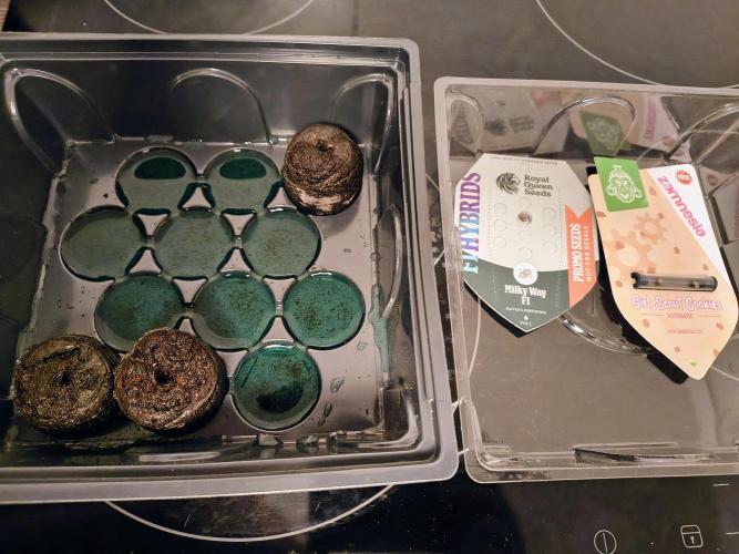 #4 Milky Way F1 & Girl Scout Cookies. Week 0