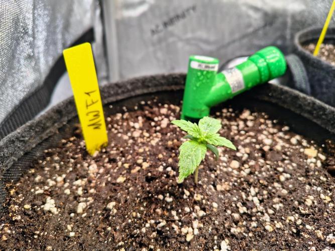 #4 Milky Way F1 & Girl Scout Cookies. Week 1 - After 7 days...