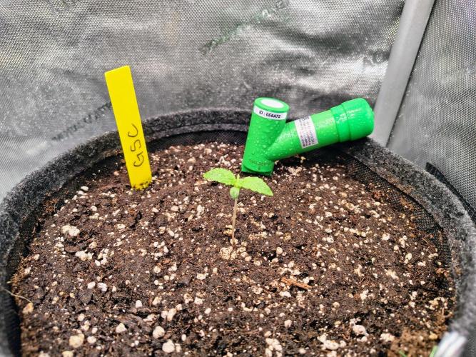 #4 Milky Way F1 & Girl Scout Cookies. Week 1 - After 7 days...