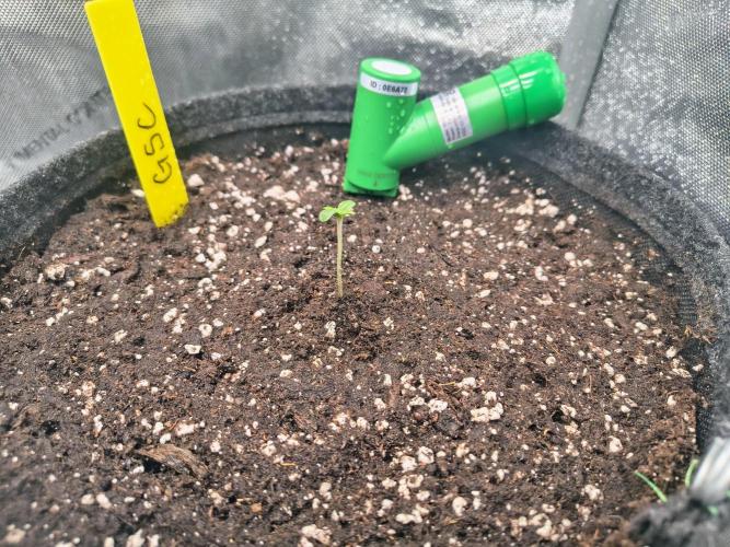 #4 Milky Way F1 & Girl Scout Cookies. Week 1 - After 4 days...