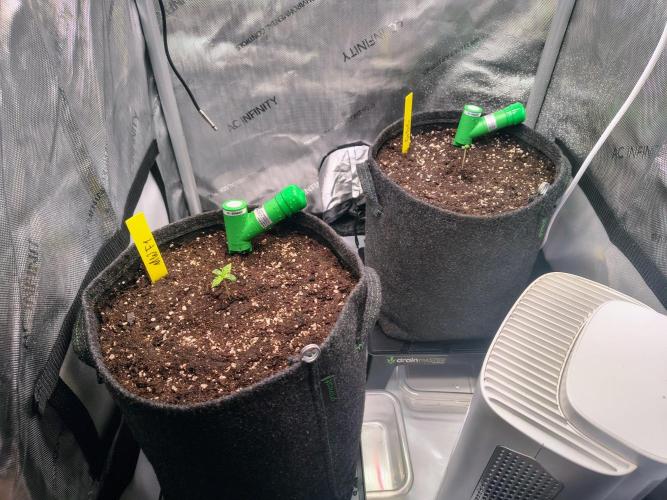 #4 Milky Way F1 & Girl Scout Cookies. Week 1 - After 4 days...