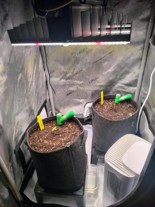 #4 Milky Way F1 & Girl Scout Cookies. Week 1 - After 4 days...