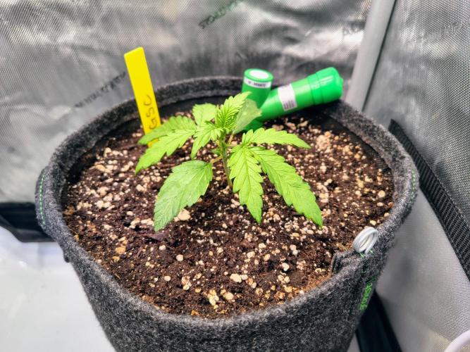 #4 - Milky Way F1 & Girl Scout Cookies. Week 2