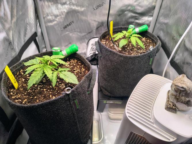 #4 - Milky Way F1 & Girl Scout Cookies. Week 2