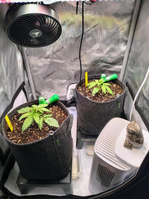 #4 - Milky Way F1 & Girl Scout Cookies. Week 2