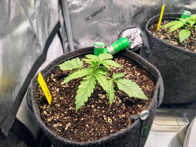 #4 - Milky Way F1 & Girl Scout Cookies. Week 2