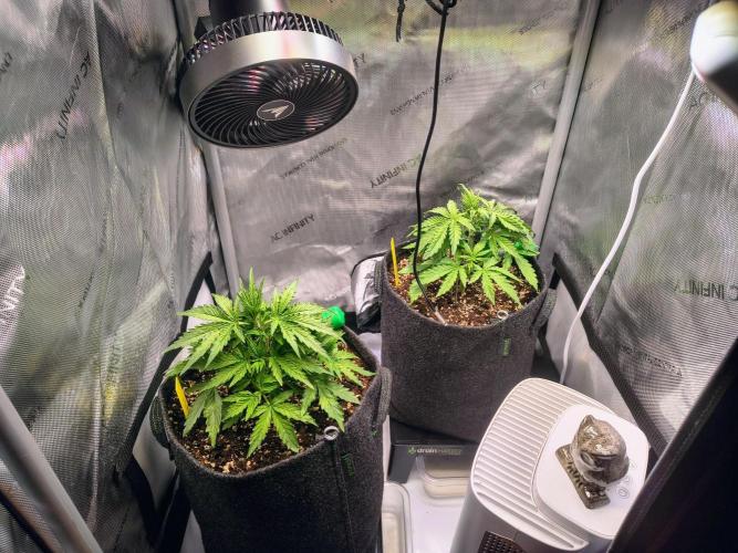 #4 - Milky Way F1 & Girl Scout Cookies. Week 3