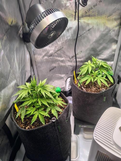 #4 - Milky Way F1 & Girl Scout Cookies. Week 3