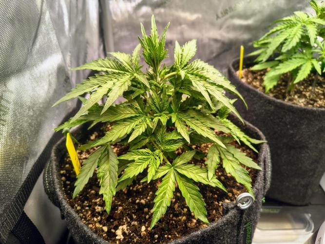 #4 - Milky Way F1 & Girl Scout Cookies. Week 3