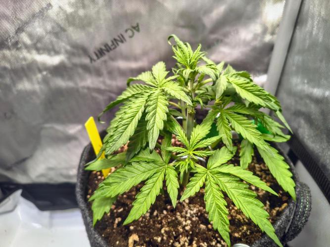 #4 - Milky Way F1 & Girl Scout Cookies. Week 3