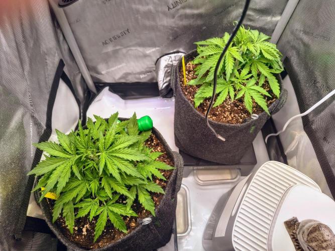 #4 - Milky Way F1 & Girl Scout Cookies. Week 3