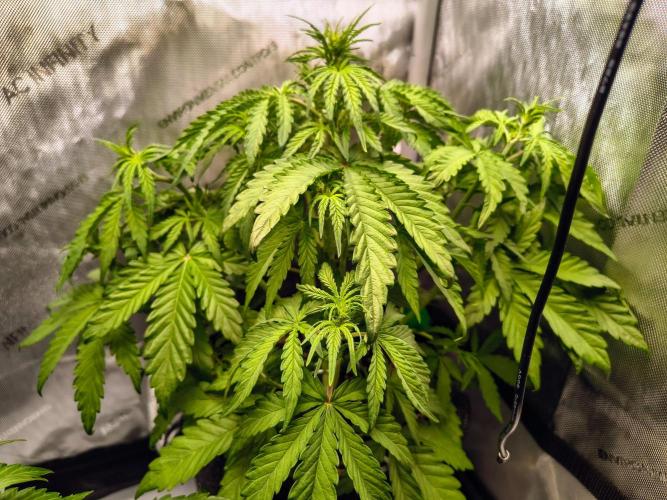 #4 - Milky Way F1 & Girl Scout Cookies. Week 4 - Milky Way
