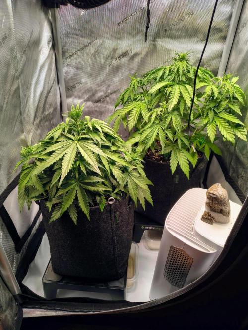 #4 - Milky Way F1 & Girl Scout Cookies. Week 4