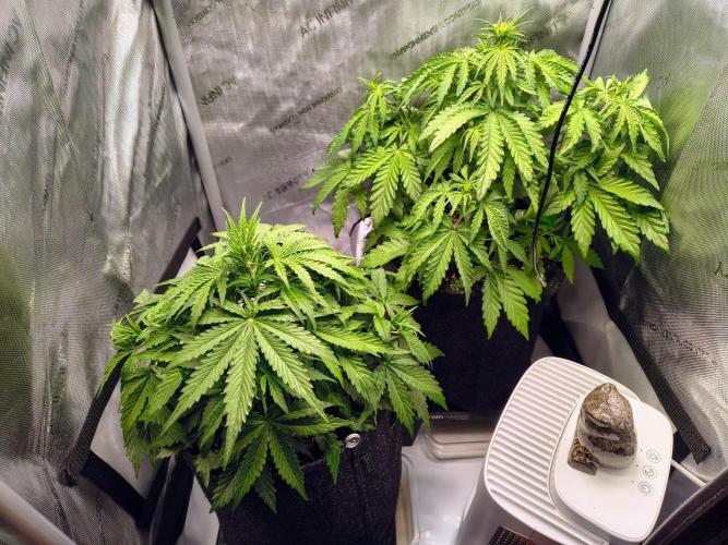 #4 - Milky Way F1 & Girl Scout Cookies. Week 4