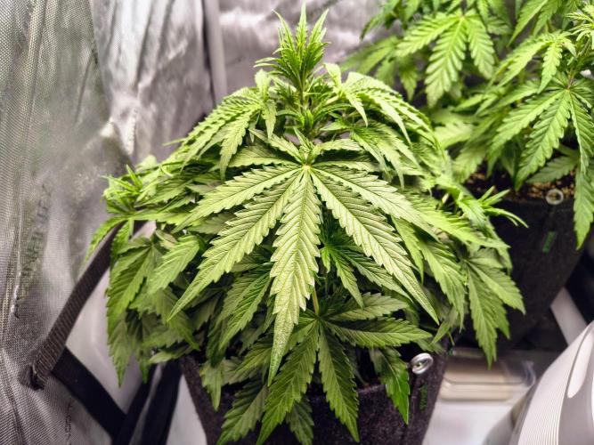#4 - Milky Way F1 & Girl Scout Cookies. Week 4 - GSC