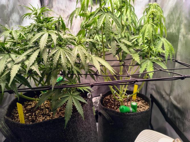 #4 - Milky Way F1 & Girl Scout Cookies. Week 5