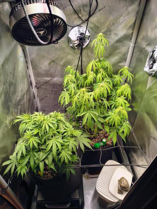 #4 - Milky Way F1 & Girl Scout Cookies. Week 5