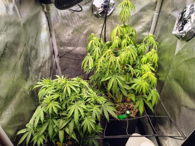 #4 - Milky Way F1 & Girl Scout Cookies. Week 5