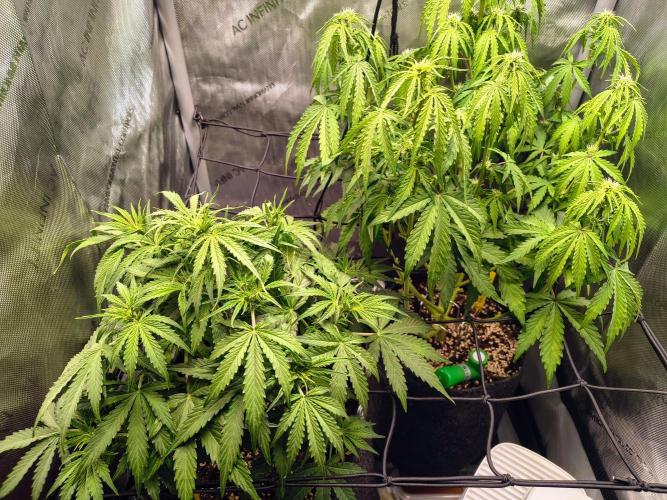 #4 - Milky Way F1 & Girl Scout Cookies. Week 5