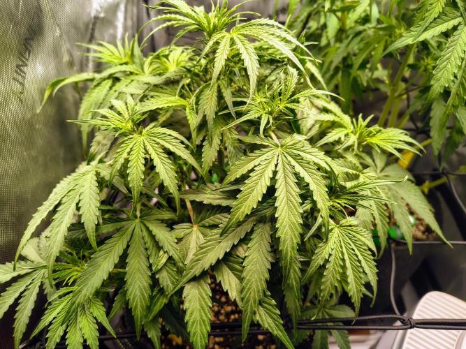#4 - Milky Way F1 & Girl Scout Cookies. Week 5 - Milky Way