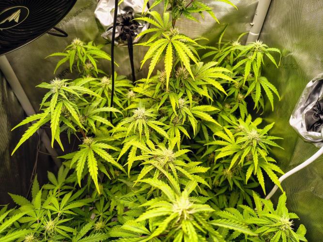 #4 - Milky Way F1 & Girl Scout Cookies. Week 6 - GSC