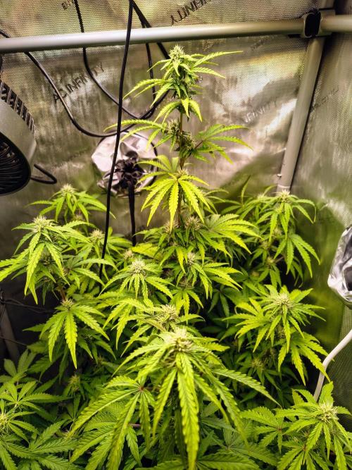 #4 - Milky Way F1 & Girl Scout Cookies. Week 6 - GSC