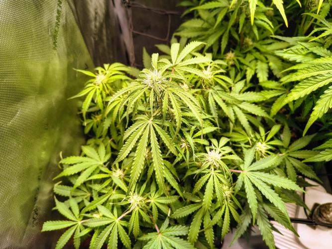 #4 - Milky Way F1 & Girl Scout Cookies. Week 6 - Milky Way