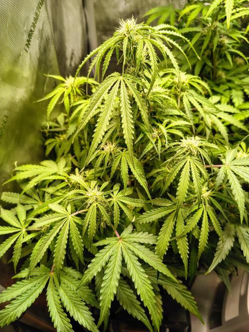 #4 - Milky Way F1 & Girl Scout Cookies. Week 6 - Milky Way