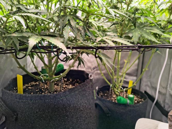 #4 - Milky Way F1 & Girl Scout Cookies. Week 6